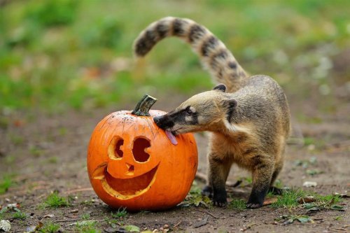 Животные в зоопарках во время Хэллоуина (8 фото)