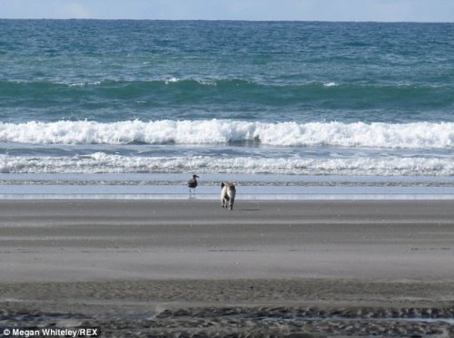 Загадочное животное на побережье Новой Зеландии (3 фото)