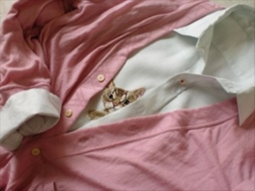 Котята в нагрудных карманах (14 фото)