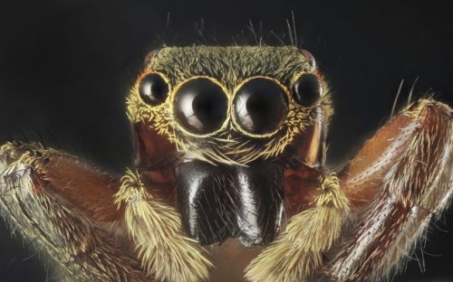 Топ-10 Страшных историй о пауках