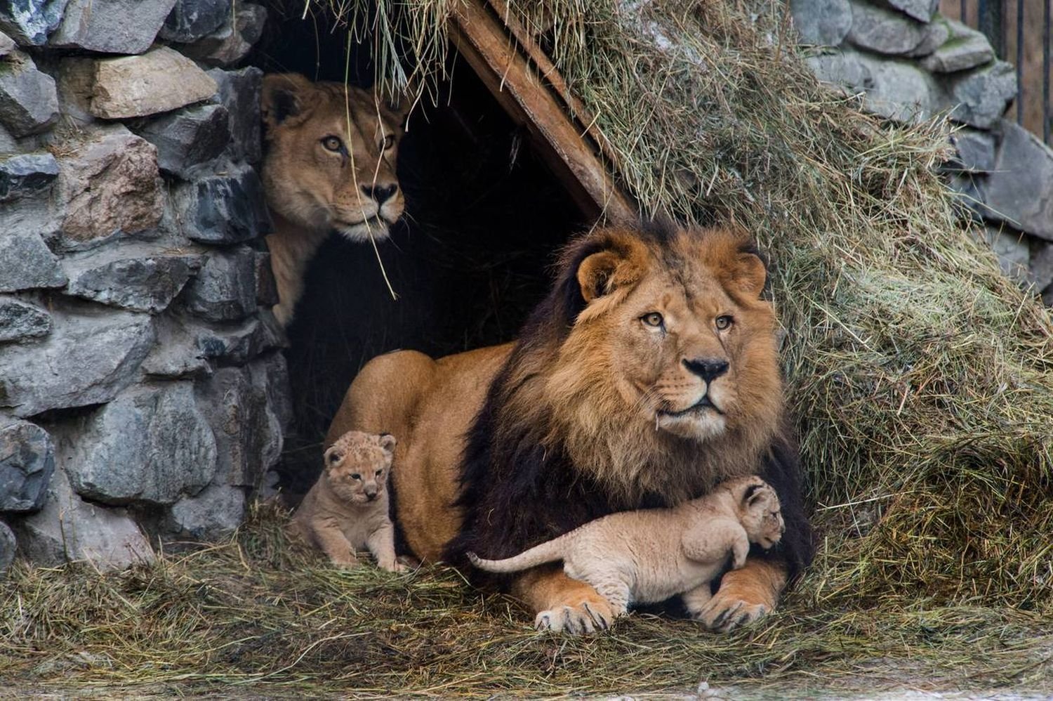 Семья диких животных. Лев львица и Львенок. Лев львица и Львенок семья. Лев львица и 2 львенка. Львиная семейка.