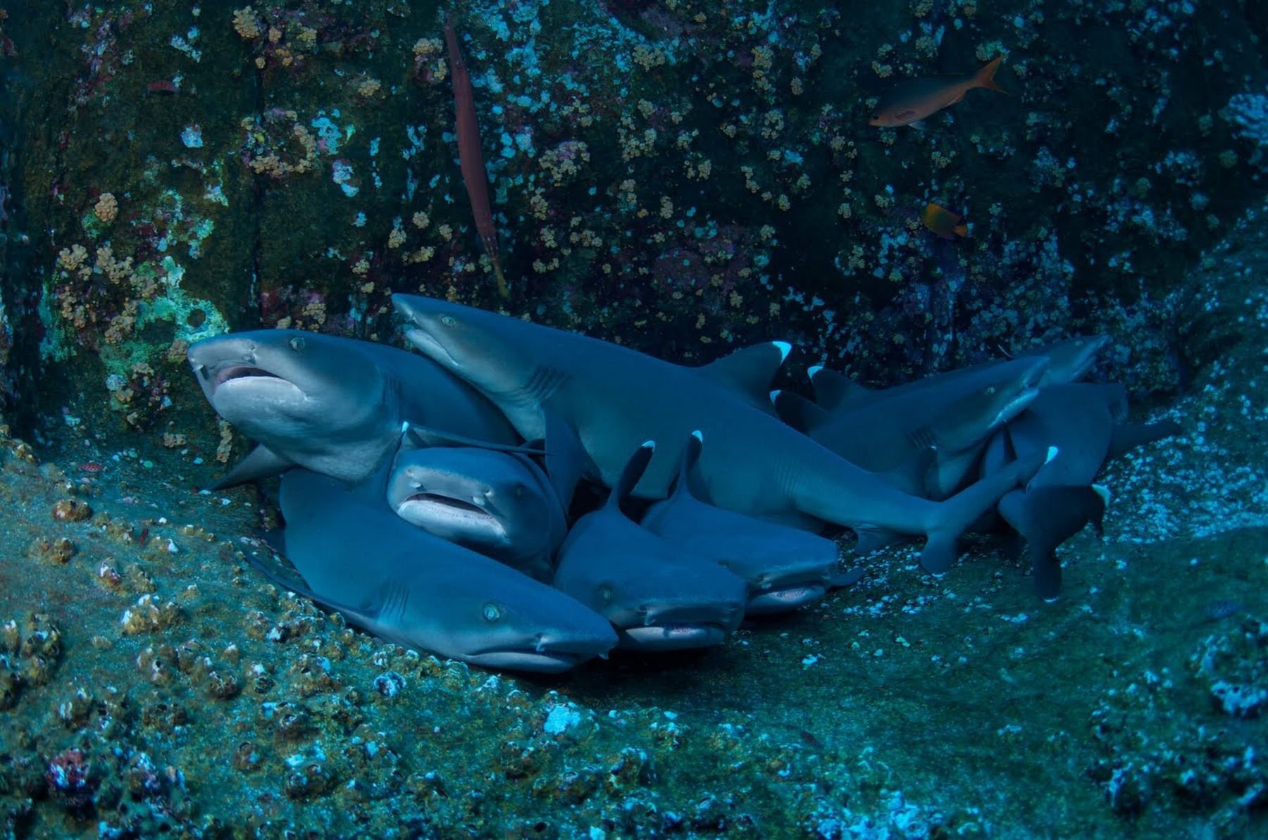 Спящие акулы