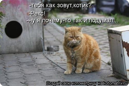 Новые чудесные котоматрицы (31 шт)