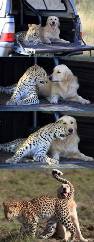 Странные и невероятные примеры дружбы животных (30 фотографий)