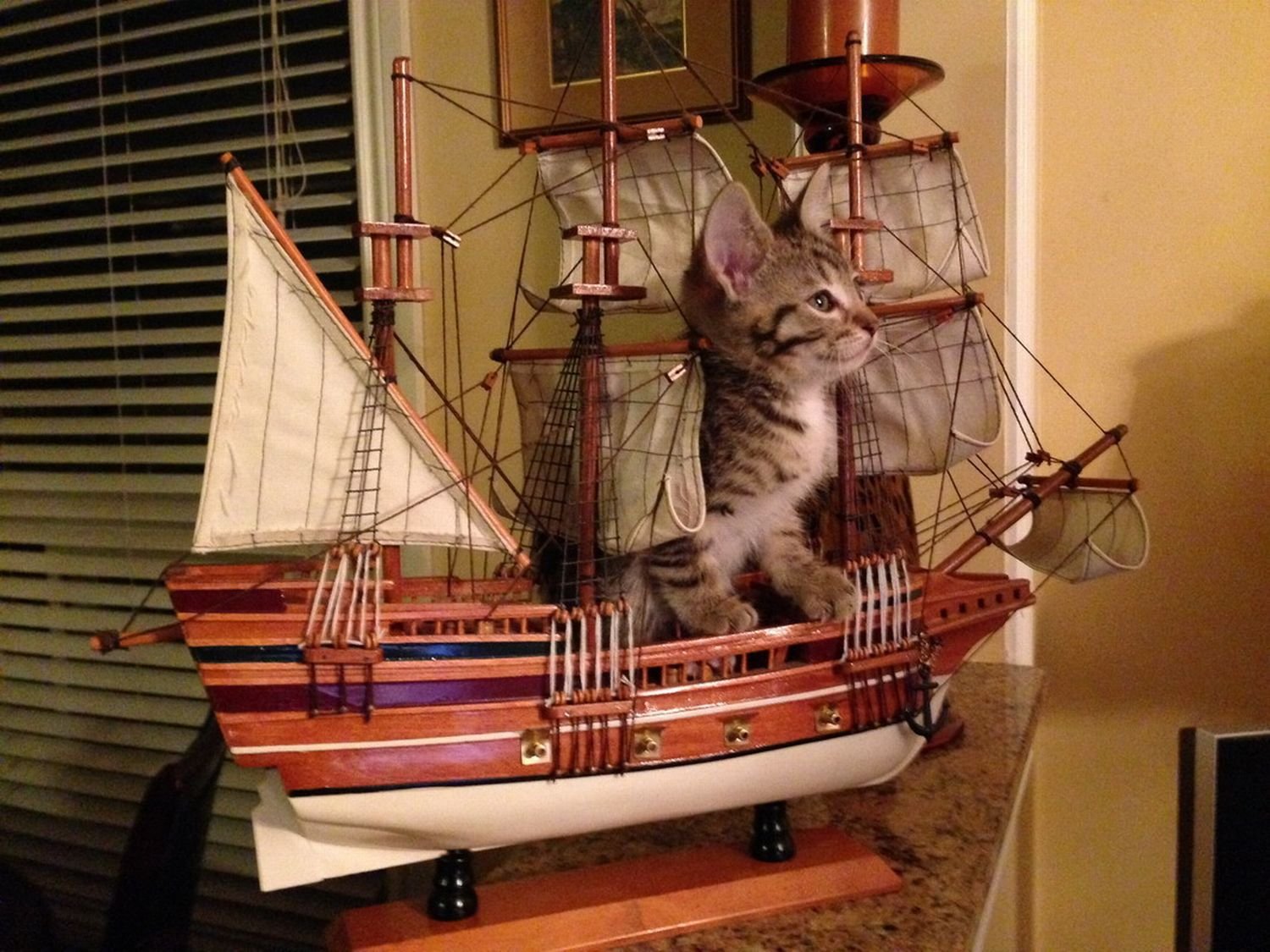 Котов корабль в честь кого назван. Кошка на корабле. Котенок на корабле. Корабельный кот. Кот на паруснике.