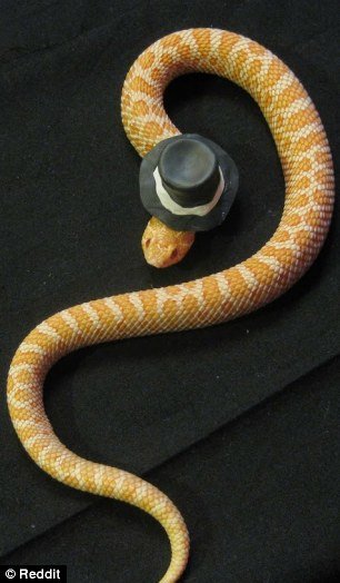 Новая фотозабава в Интернете: змеи в шляпах (12 фото)