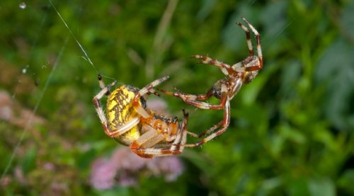 Топ-10 Прикольных и жутких примеров поведения паукообразных