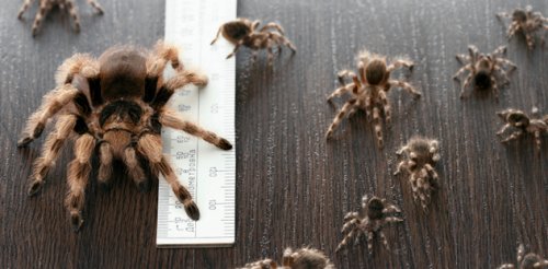 Топ-10 Прикольных и жутких примеров поведения паукообразных