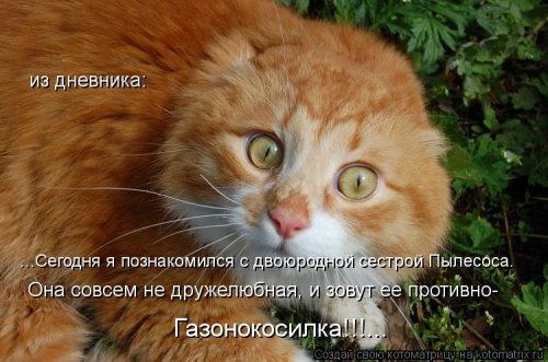 Новые чудесные котоматрицы (31 шт)