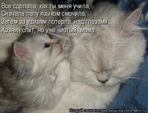 Новые чудесные котоматрицы (31 шт)