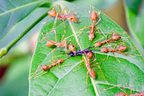 Топ-10 Странных и таинственных повадок насекомых