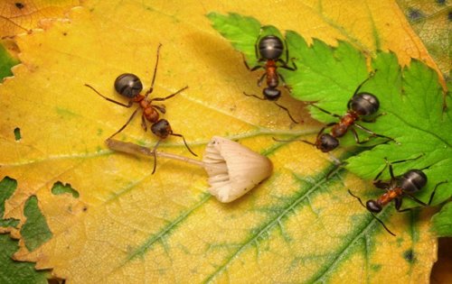 Топ-10 Странных и таинственных повадок насекомых