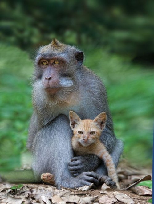 Странные и невероятные примеры дружбы животных (30 фотографий)