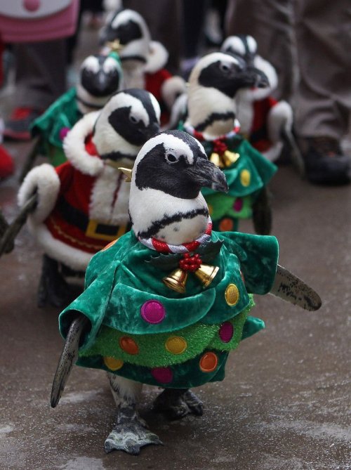 Пингвины на предрождественской прогулке в южнокорейском зоопарке (21 фото + видео)