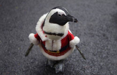 Пингвины на предрождественской прогулке в южнокорейском зоопарке (21 фото + видео)