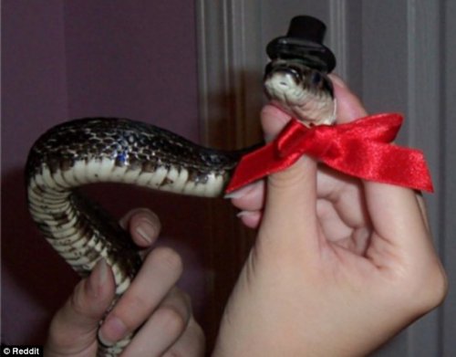 Новая фотозабава в Интернете: змеи в шляпах (12 фото)