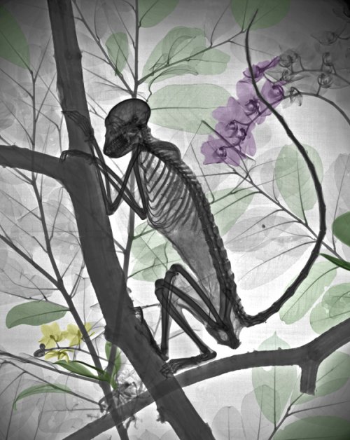 Природная рентгенография Ари вант Рита (16 фото)