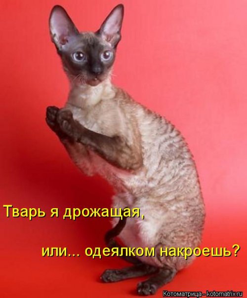 Свежий сборник котоматриц (29 фото)