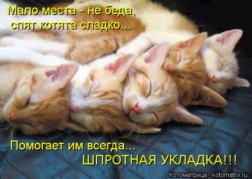 Свежий сборник котоматриц (29 фото)
