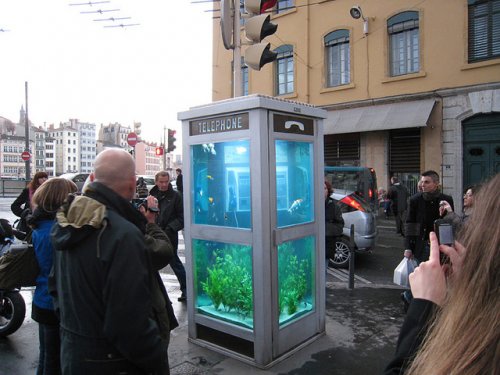 Аквариумы с экзотическими рыбками – из телефонных будок (9 фото)