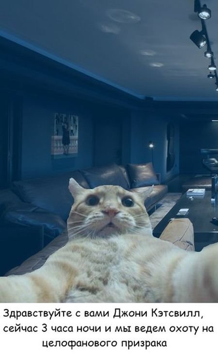 Новый фотомем: рыжий кот Джонни Кэтсвилл и его репортажи (30 фото)