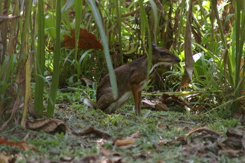 Самое миниатюрное парнокопытное на планете: малый оленёк, или канчиль (12 фото + 2 видео)