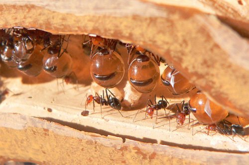 Топ-10 Примеров странного поведения муравьёв