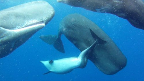 Топ-10 Невероятно удивительных фактов о китах