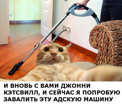 Новый фотомем: рыжий кот Джонни Кэтсвилл и его репортажи (30 фото)