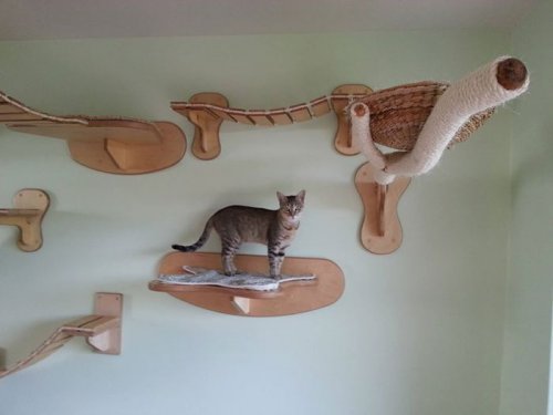 Игровая площадка для кошек в комнате (10 фото)
