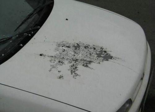 Экстремальный автомобильный вандализм (31 фото)