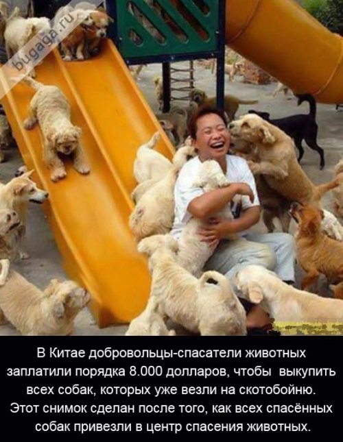 О собаках и любви (25 фото)
