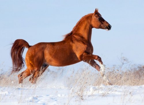 Топ-10: интересные факты о лошадях