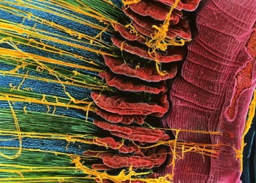 Человеческий организм под микроскопом (17 фото)