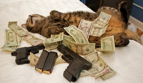 Коты-гангстеры (18 фото)
