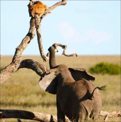 Львица vs. слон (7 фото)