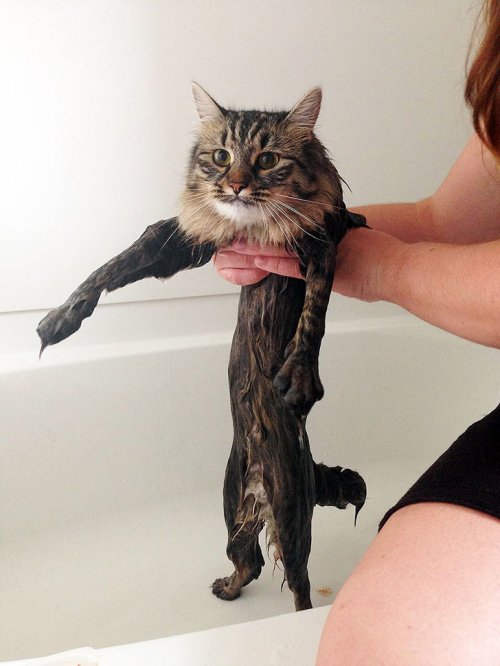 Мокрые коты (15 фото)