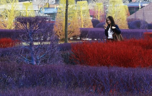 Разноцветная территория университета Рангсит (16 фото)