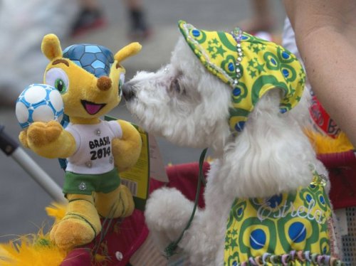 Собачий праздник перед карнавалом в Рио-де-Жанейро (20 фото)
