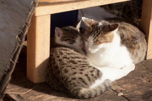 Кошки в фотографиях Seiji Mamiya (34 фото)