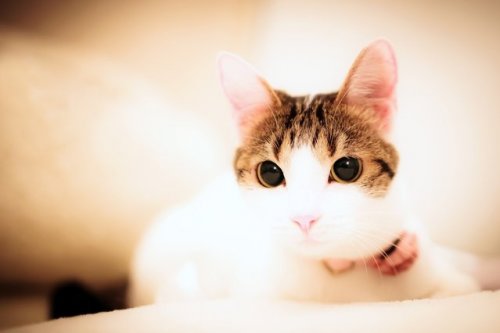 Кошки в фотографиях Seiji Mamiya (34 фото)