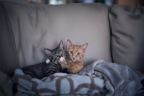 Коты и кошки (19 фото)