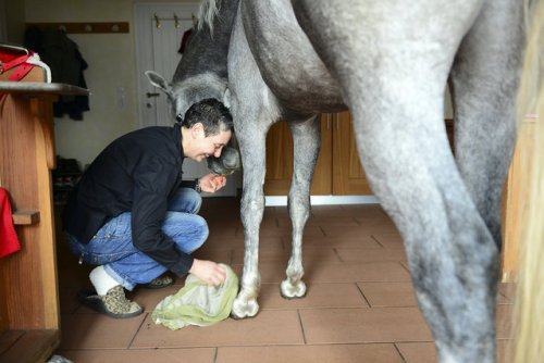 Доктор делит свой дом с лошадью после шторма (15 фото)