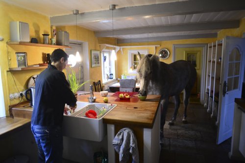 Доктор делит свой дом с лошадью после шторма (15 фото)
