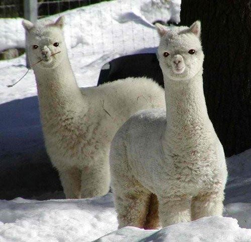 Очаровательные животные в снегу (25 фото)