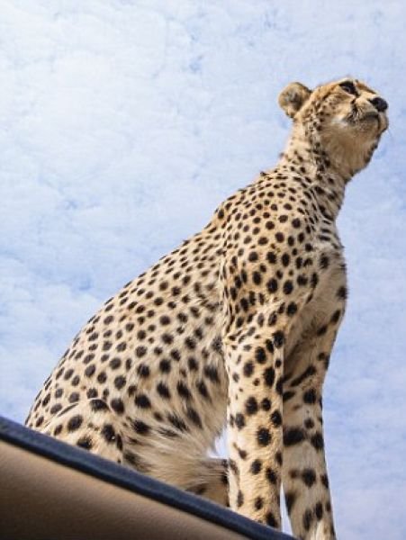 Близкое знакомство с молодым гепардом на сафари (9 фото)