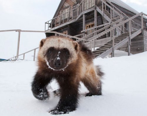 Очаровательные животные в снегу (25 фото)