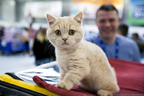Очаровательные участники Международной выставки кошек Кэтсбург 2014 (29 фото)