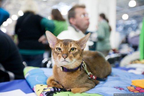 Очаровательные участники Международной выставки кошек Кэтсбург 2014 (29 фото)