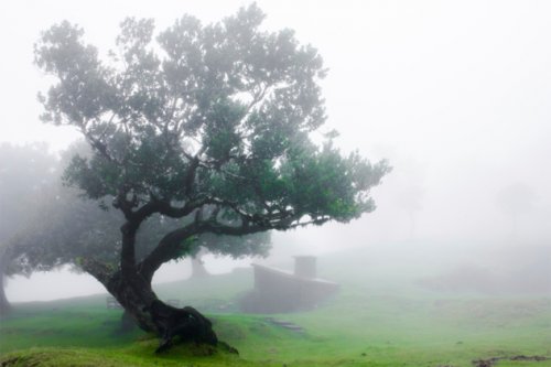 Топ-10 Завораживающих деревьев с мистической историей